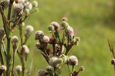 Eryngium humboldtii, photographed by Andrés Ramírez-Barrera