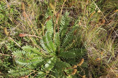 Acaena cylindristachya, photographed by Andrés Ramírez-Barrera