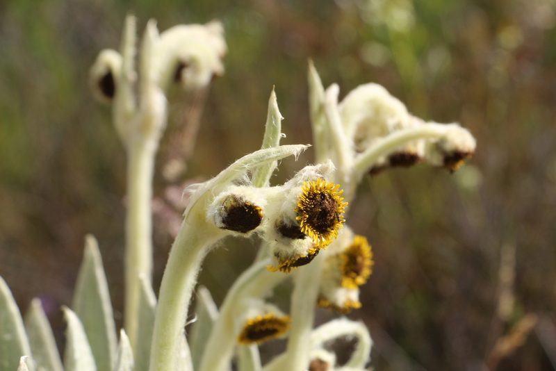 Espeletia arbelaezii, photographed by Andrés Ramírez-Barrera