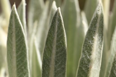 Espeletia arbelaezii, photographed by Andrés Ramírez-Barrera