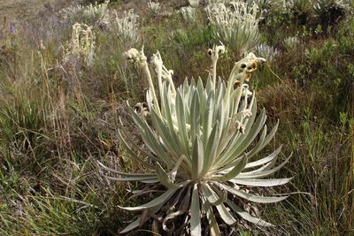 Espeletia arbelaezii, photographed by Andrés Ramírez-Barrera