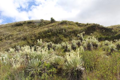 Espeletia arbelaezii, photographed by Andrés Ramírez-Barrera