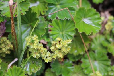 Alchemilla orbiculata, photographed by Andrés Ramírez-Barrera