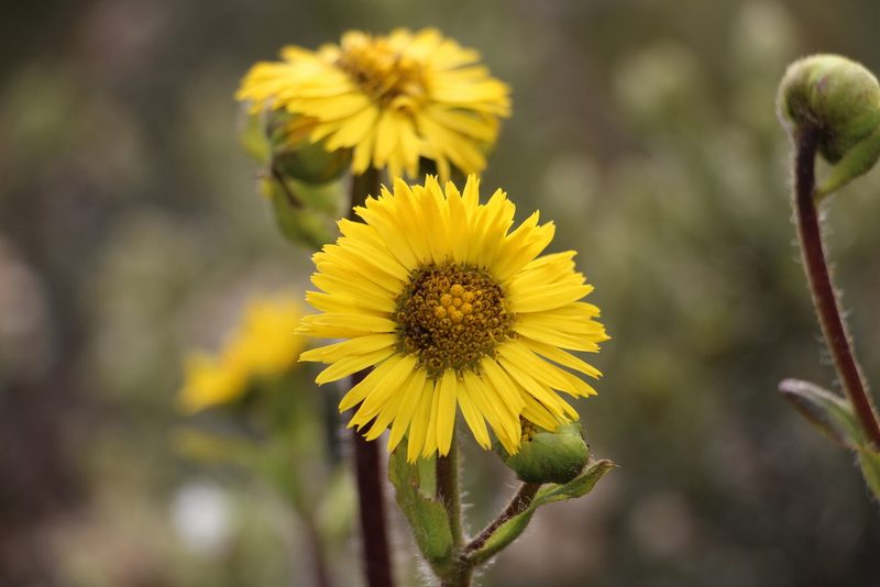 Espeletia glandulosa, photographed by Andrés Ramírez-Barrera
