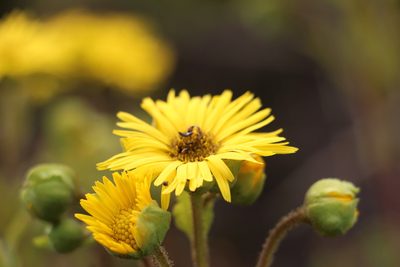 Espeletia glandulosa, photographed by Andrés Ramírez-Barrera