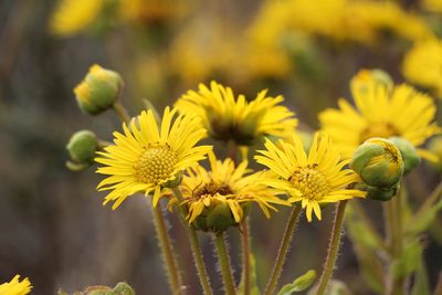 Espeletia glandulosa, photographed by Andrés Ramírez-Barrera