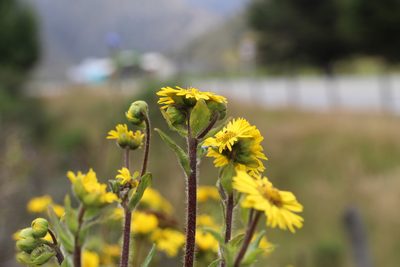 Espeletia glandulosa, photographed by Andrés Ramírez-Barrera