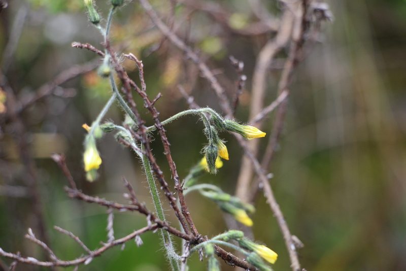 Hieracium avilae, photographed by Andrés Ramírez-Barrera