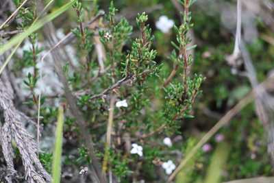 Arcytophyllum nitidum, photographed by Andrés Ramírez-Barrera