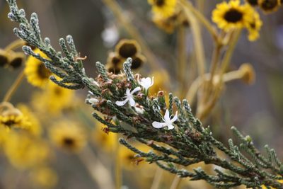 Aragoa cupressina, photographed by Andrés Ramírez-Barrera