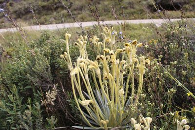 Espeletia arbelaezii, photographed by Andrés Ramírez-Barrera