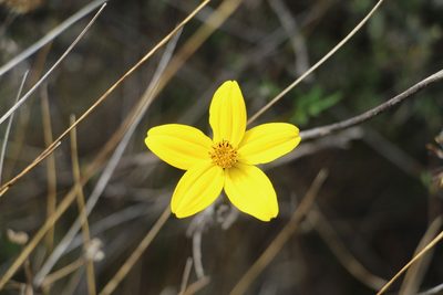 Bidens andicola, photographed by Andrés Ramírez-Barrera