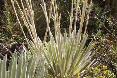 Espeletia boyacensis, photographed by Andrés Ramírez-Barrera