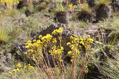 Espeletia glandulosa, photographed by Andrés Ramírez-Barrera