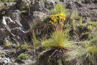 Espeletia glandulosa, photographed by Andrés Ramírez-Barrera