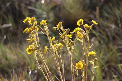 Espeletia glandulosa, photographed by Andrés Ramírez-Barrera