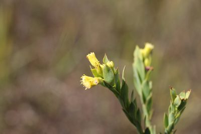 Pentacalia vaccinioides, photographed by Andrés Ramírez-Barrera