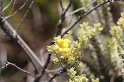 Pentacalia ledifolia, photographed by Andrés Ramírez-Barrera