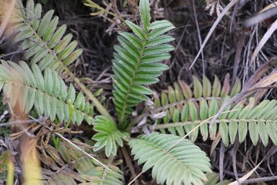 Acaena cylindristachya, photographed by Andrés Ramírez-Barrera