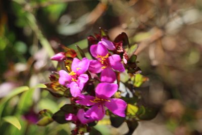 Bucquetia glutinosa, photographed by Andrés Ramírez-Barrera