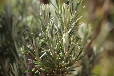 Linochilus rosmarinifolius, photographed by Andrés Ramírez-Barrera