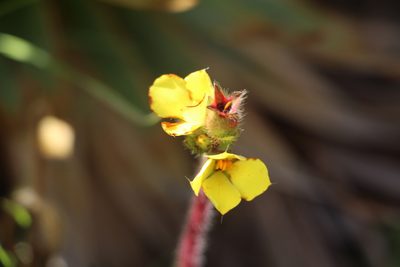 Castratella piloselloides, photographed by Andrés Ramírez-Barrera