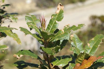 Quercus humboldtii, photographed by Andrés Ramírez-Barrera