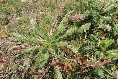 Acaena cylindristachya, photographed by Andrés Ramírez-Barrera