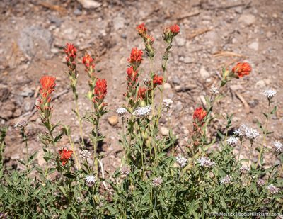 Castilleja applegatei, photographed by Tim Messick