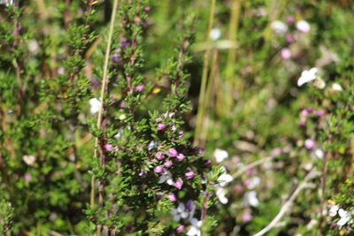 Arcytophyllum nitidum, photographed by Andrés Ramírez-Barrera