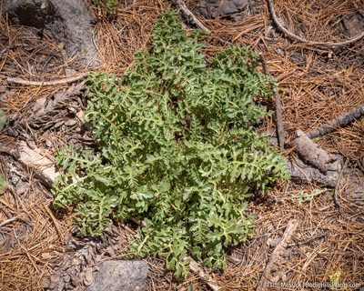 Pedicularis semibarbata, photographed by Tim Messick
