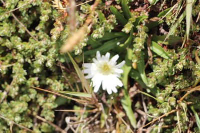 Hypochaeris sessiliflora, photographed by Andrés Ramírez-Barrera