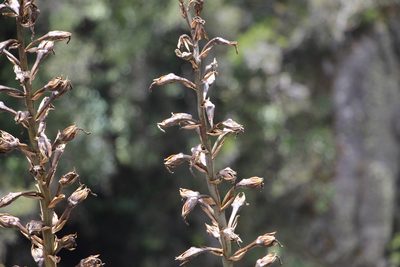 Puya nitida, photographed by Andrés Ramírez-Barrera