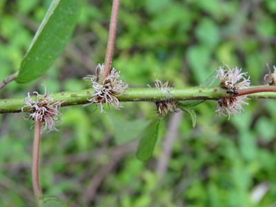 Phenax hirtus, photographed by Alexis López Hernández