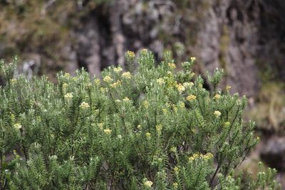 Linochilus rosmarinifolius, photographed by Andrés Ramírez-Barrera