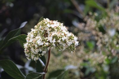 Viburnum triphyllum, photographed by Andrés Ramírez-Barrera