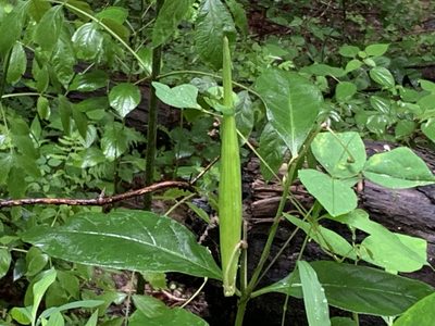 Asclepias exaltata, photographed by natalie