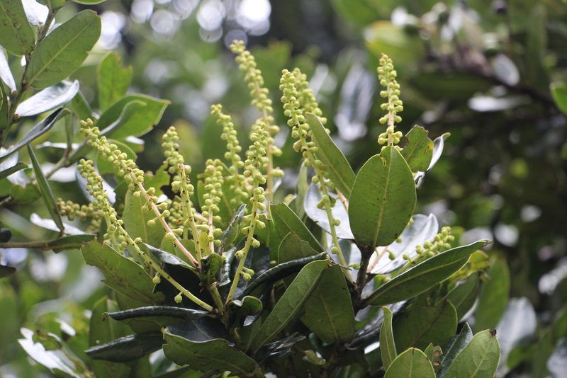 Prunus buxifolia, photographed by Andrés Ramírez-Barrera