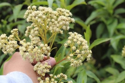 Baccharis latifolia, photographed by Andrés Ramírez-Barrera