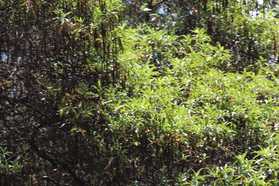 Escallonia pendula, photographed by Andrés Ramírez-Barrera