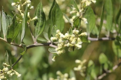Baccharis trinervis, photographed by Andrés Ramírez-Barrera
