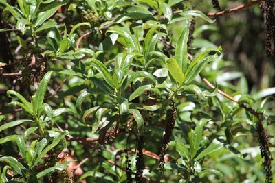 Escallonia pendula, photographed by Andrés Ramírez-Barrera