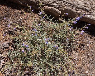 Penstemon laetus, photographed by Tim Messick