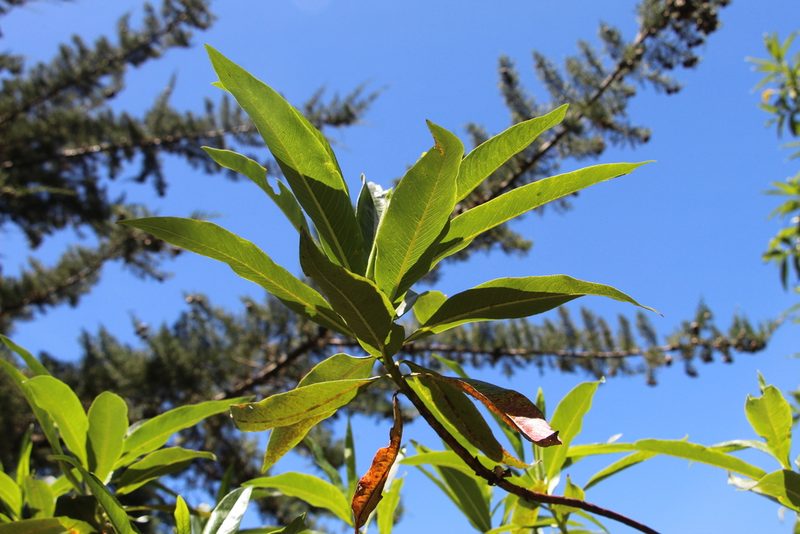 Escallonia pendula, photographed by Andrés Ramírez-Barrera