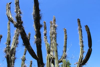 Stenocereus griseus, photographed by Andrés Ramírez-Barrera