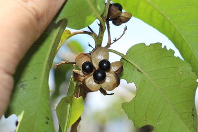 Llagunoa nitida, photographed by Andrés Ramírez-Barrera