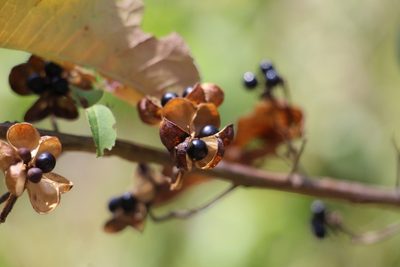 Llagunoa nitida, photographed by Andrés Ramírez-Barrera
