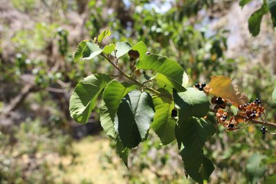 Llagunoa nitida, photographed by Andrés Ramírez-Barrera