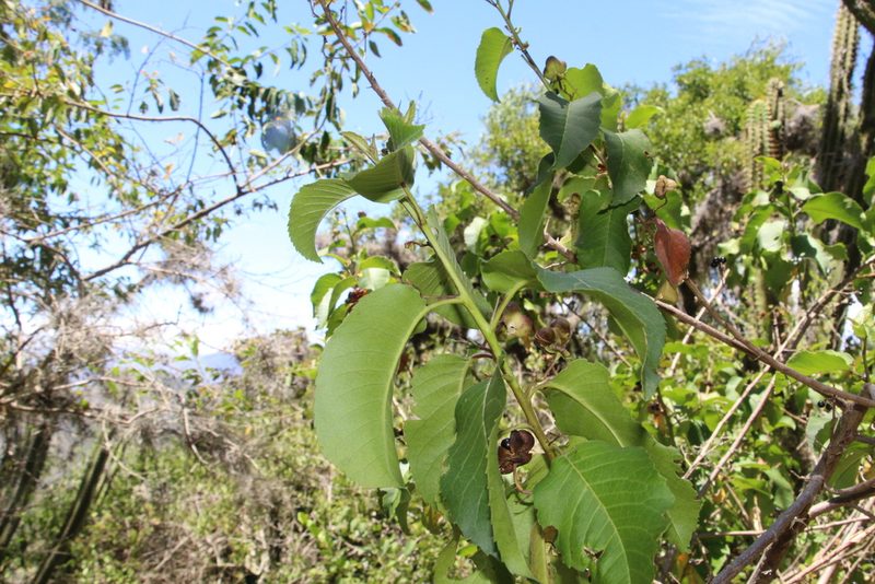 Llagunoa nitida, photographed by Andrés Ramírez-Barrera