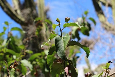 Llagunoa nitida, photographed by Andrés Ramírez-Barrera